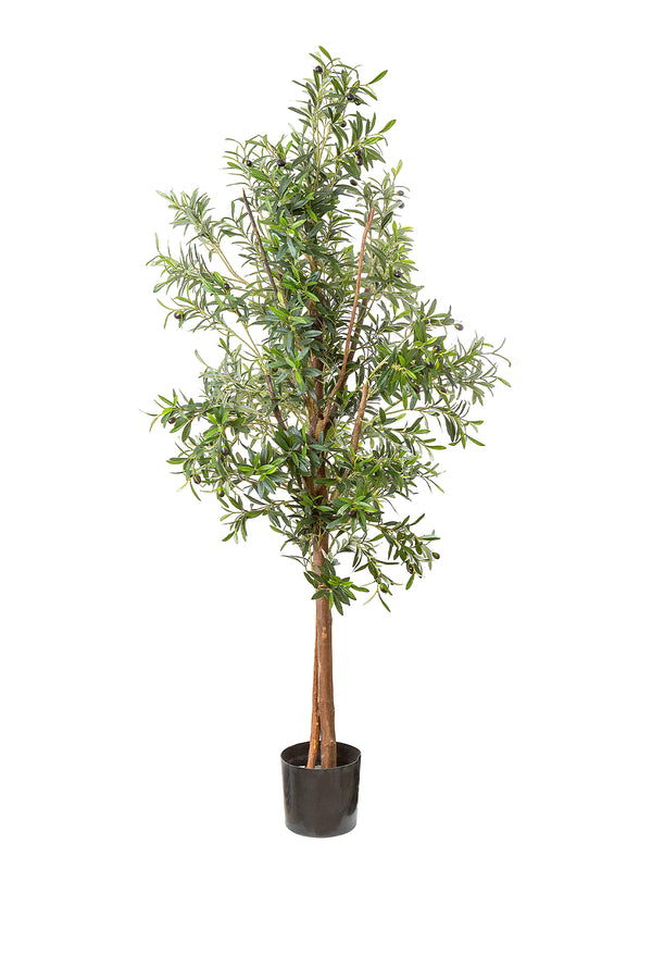 Olive Tree 1.7m